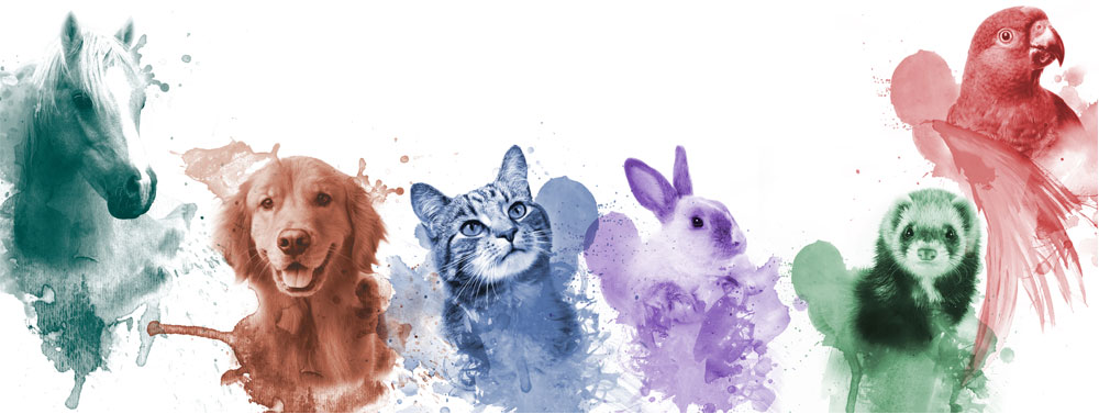 slider-clinica-mascotas