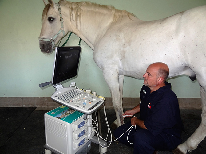 Ecografía tendones caballo Hospital Veterinario
