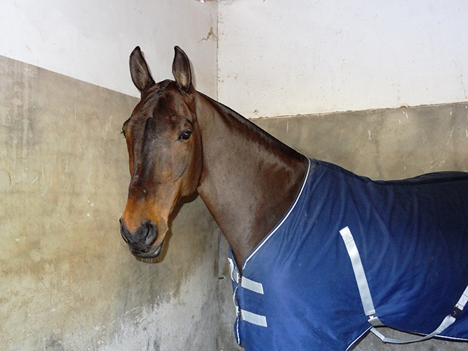Hospitalización de caballos Hospital Veterinario
