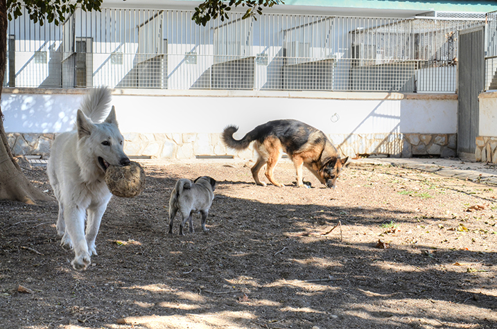 Residencia canina