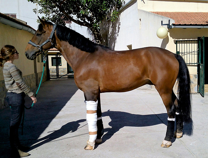 Traumatología caballo Hospital Veterinario