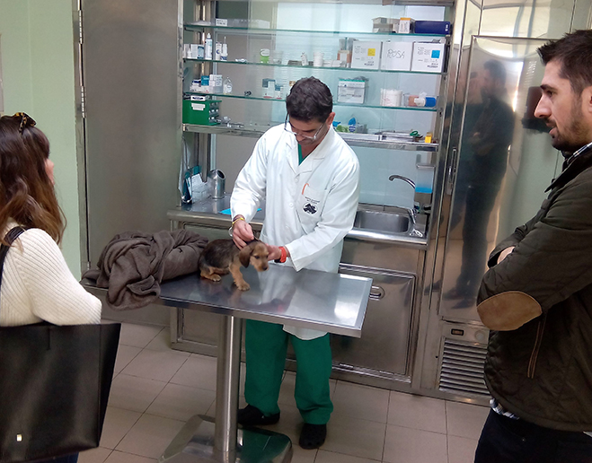 Revisión veterinaria cachorro