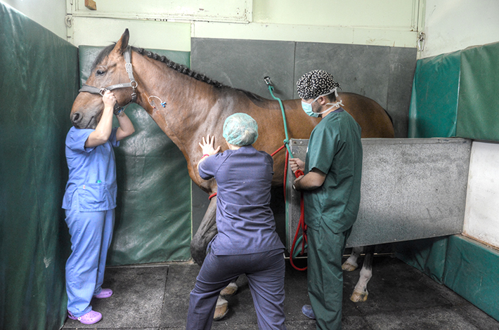 Anestesia caballo box inducción Hospital Veterinario