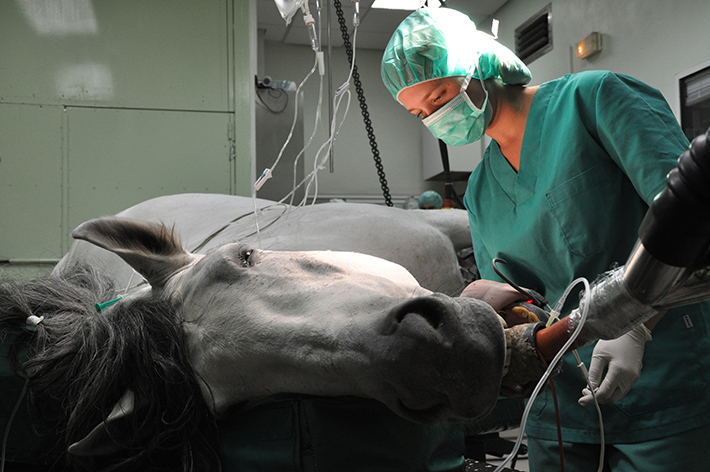 Anestesia caballos Hospital Veterinario 2