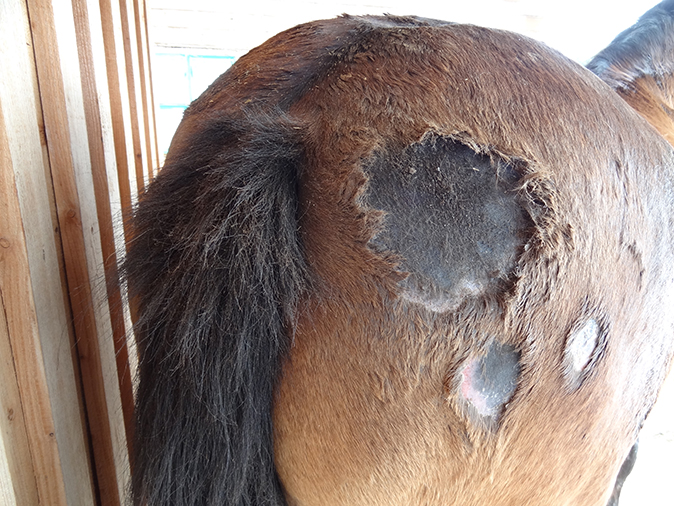 Dermatología caballo Hospital Veterinario