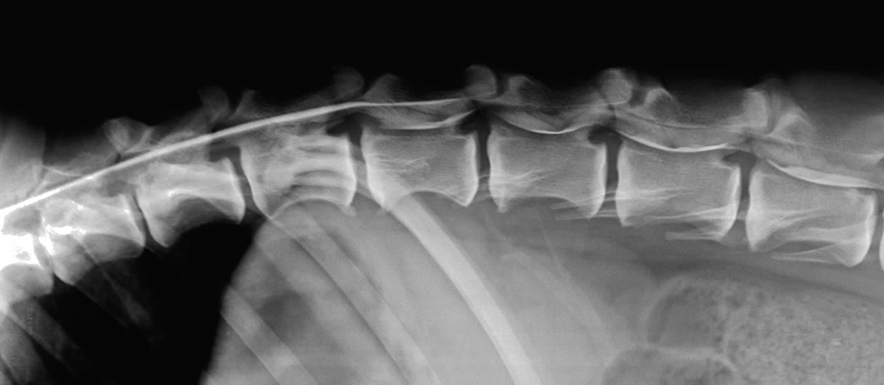 Diagnostico por imagen hospital veterinario san vicente, radiografia hernia discal