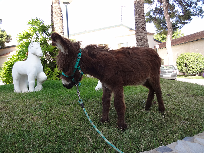 Hospitalización burro Hospital Veterinario