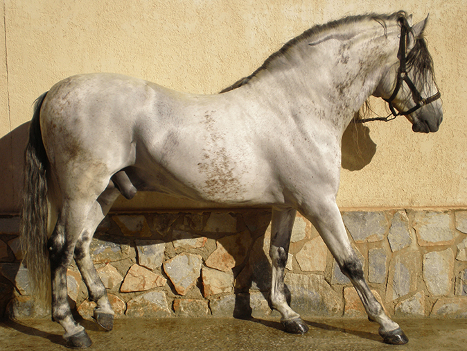 Hospitalización caballo pura raza español
