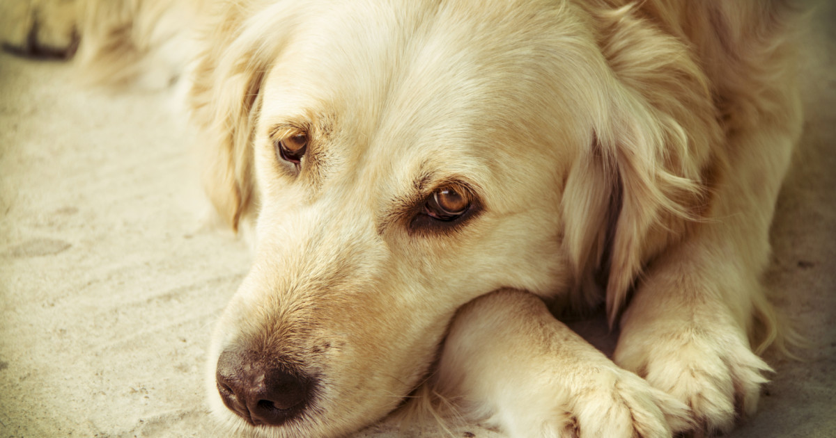 Sad Dog Lying Down