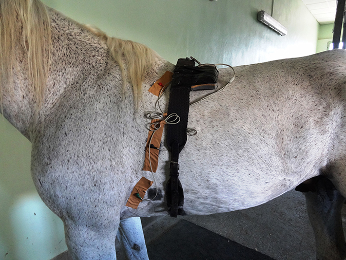 Medicina interna caballo Holter
