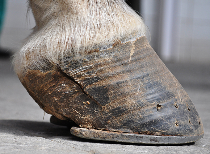 Ortopedia casco caballo, Hospital Veterinario
