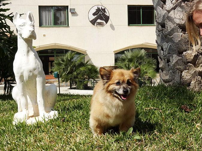 Peluquería canina