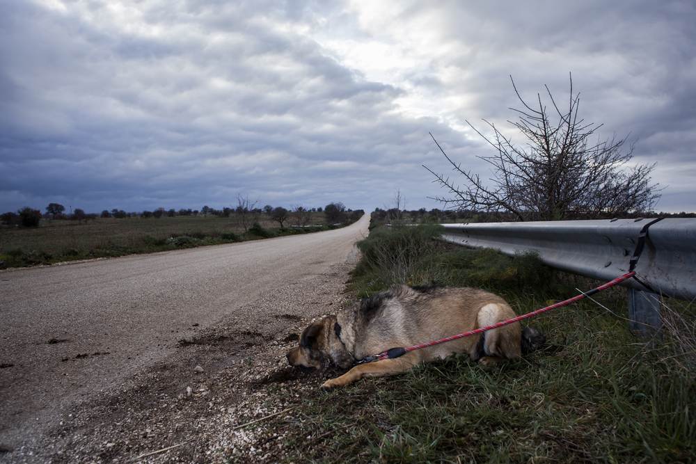 La crueldad de abandonar un animal