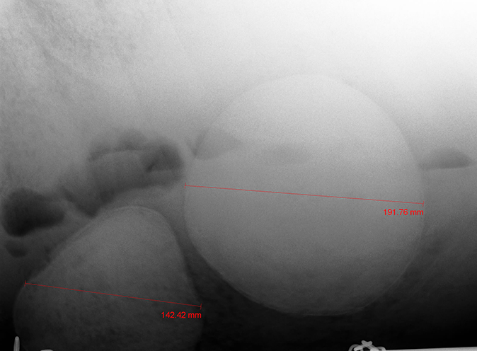 Radiografía caballo enterolito