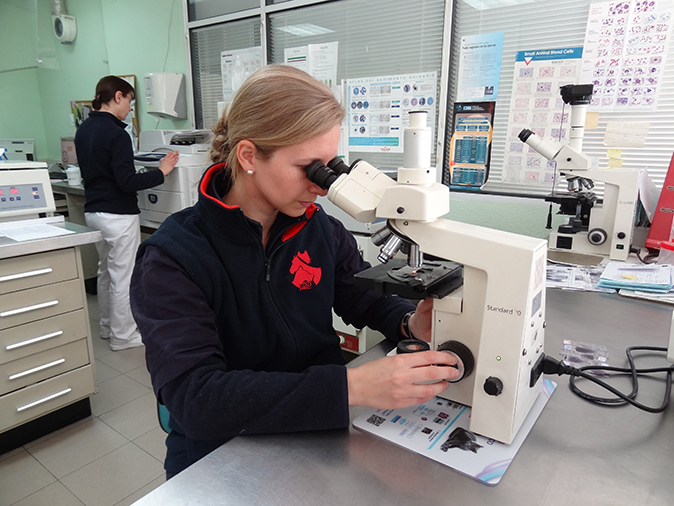 Servicio de laboratorio caballos, Hospital Veterinario