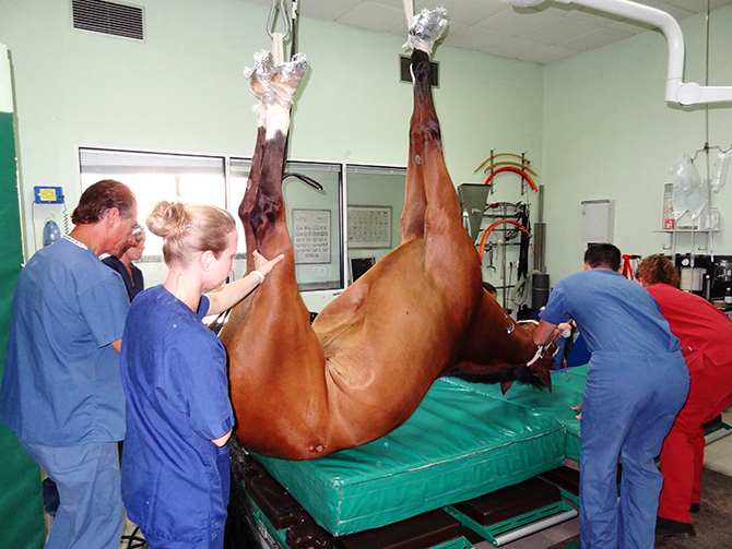 Anestesia caballo en Hospital Veterinario San Vicente 2