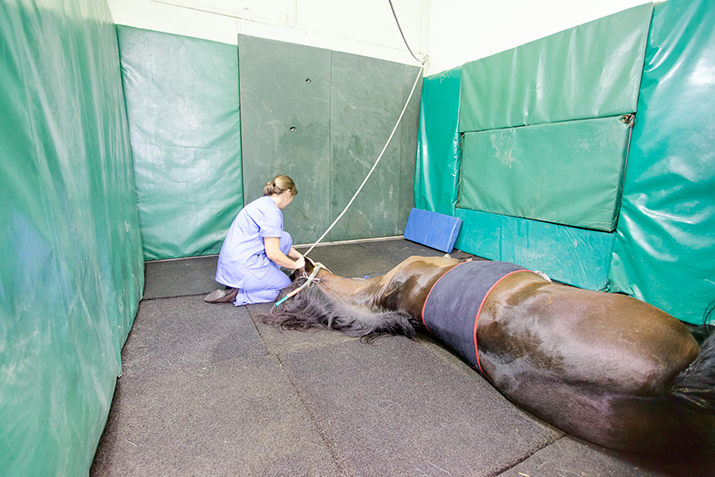 Anestesia equina