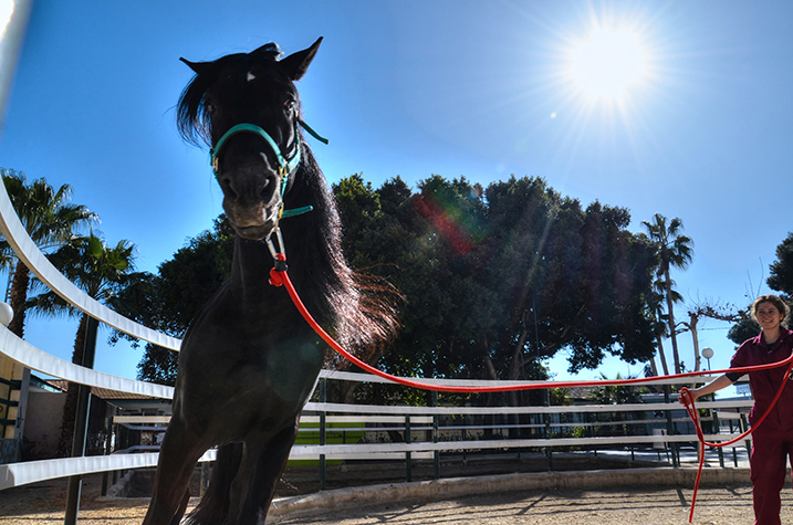 Caballo dando cuerda