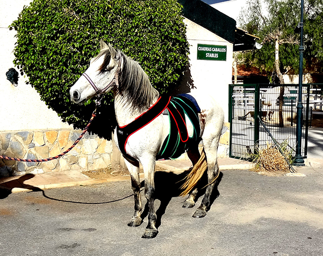 Cirugía caballo operado de cólico