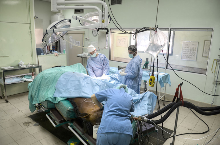 Cirugía traumatologÍa caballos