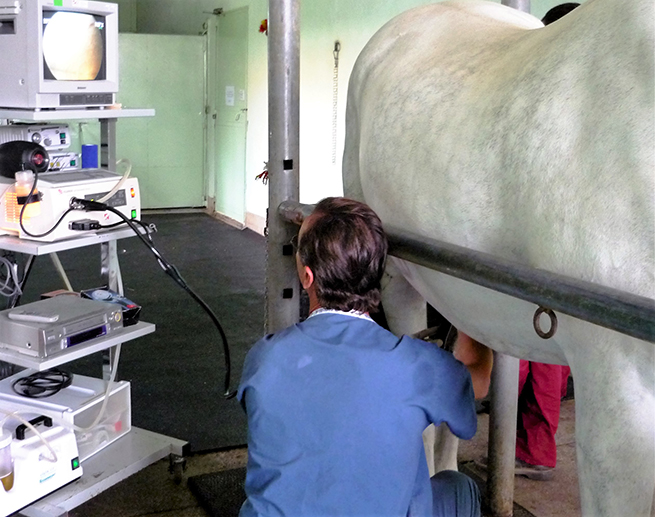 Cistoscopia caballo Hospital Veterinario