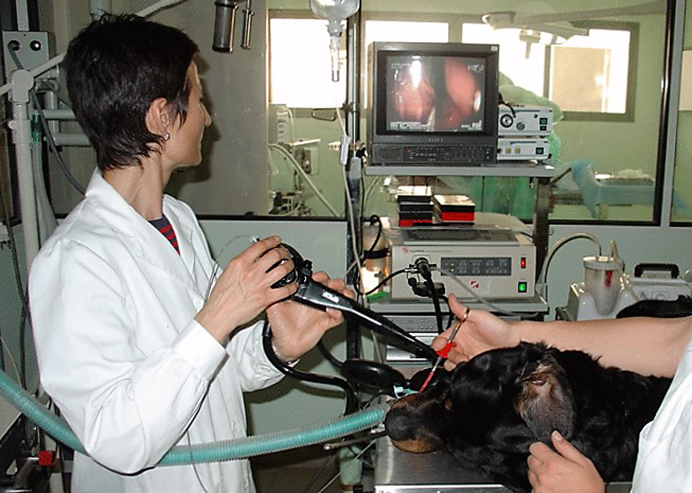 Endoscopia, biopsia