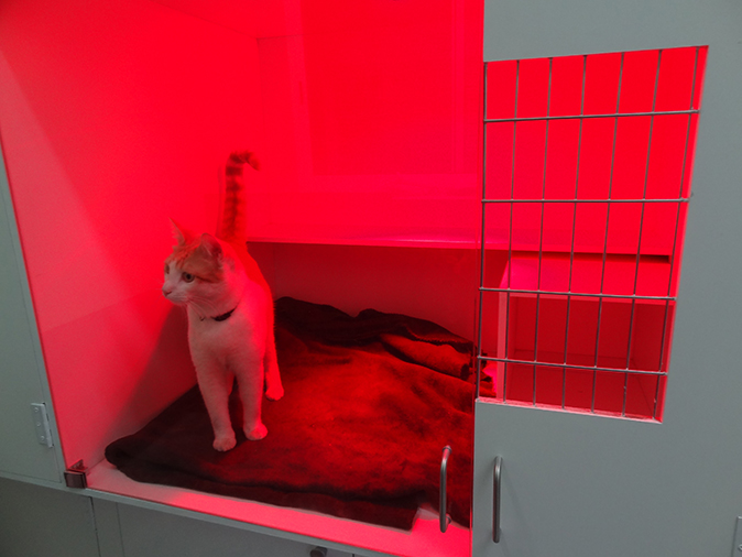 Hospitalización de gatos 2