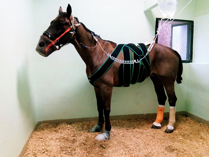 Hospitalización caballo cólico