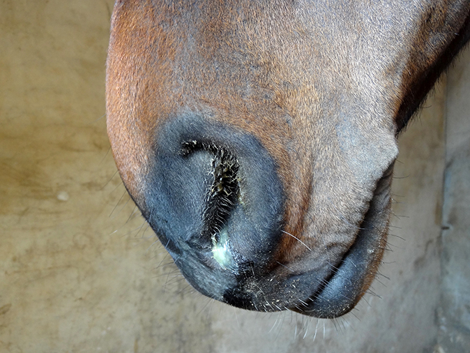 Medicina interna caballo mocos