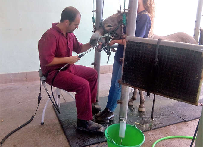 Odontología caballo Hospital Veterinario