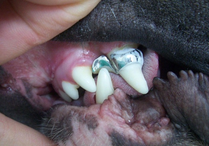 Ortodoncia perro