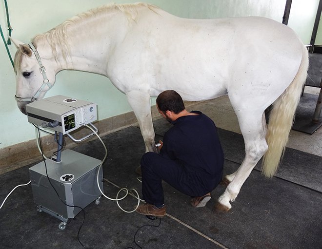 Ondas de choque caballo, Hospital Veterinario