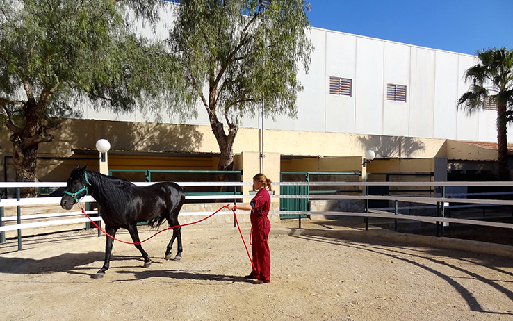 Picadero de caballos 2 - Veterinario San Vicente