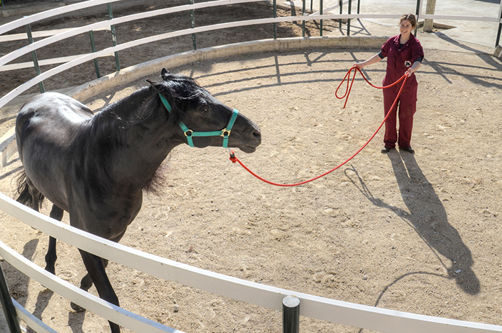 Picadero de caballos 3