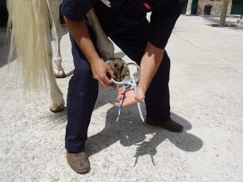 Pinzas de casco caballo, Hospital Veterinario