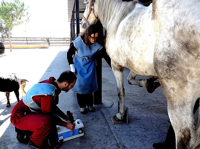 Radiografía caballo Hospital Veterinario