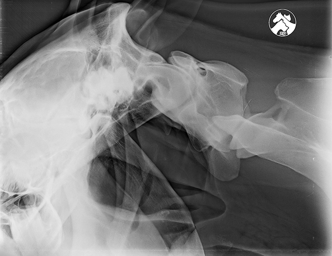 Radiografía cabeza caballo