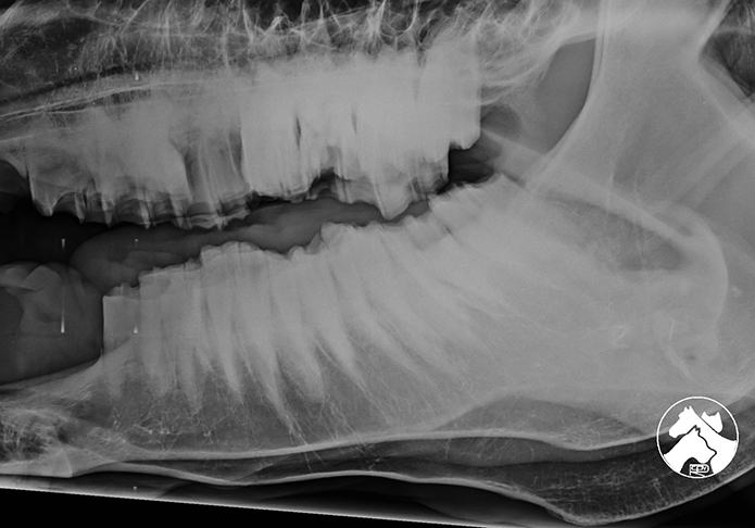 Radiografía dientes, Hospital Veterinario