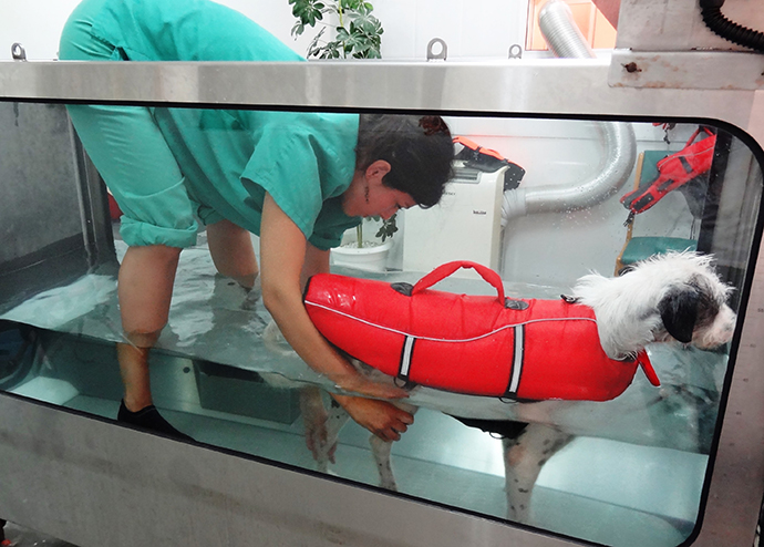 Rehabilitación perros