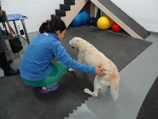 Rehabilitación perros 2