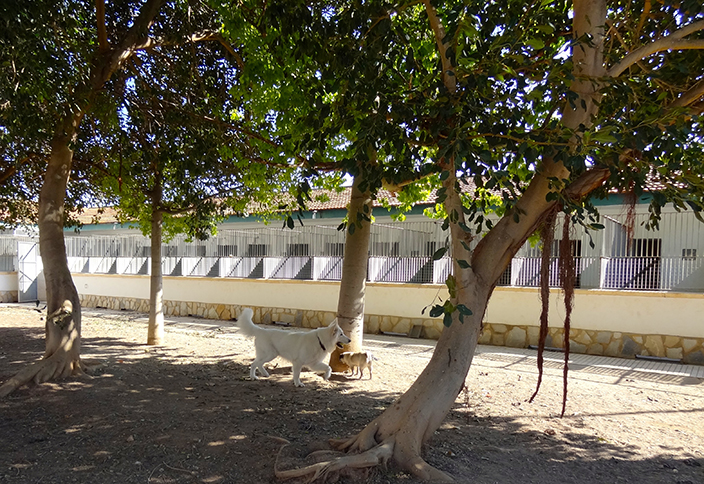 Residencia canina 4