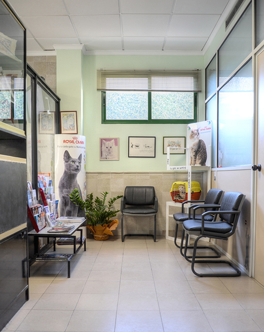 Waiting Room 3 Hospital Veterinary San Vicente Vet San Vicente
