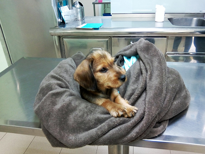 Cachorro teckel