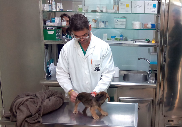 Revisión veterinaria cachorro 2