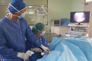 Castración o esterilización de perras y gatas mediante laparoscopia