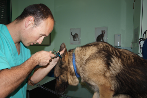¿Cómo sé si mi perro tiene otitis?