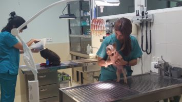 Convocatoria veterinario interno pequeños animales: Julio 2017