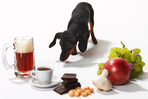 ¿Cómo puedo saber si mi perro o gato está intoxicado?