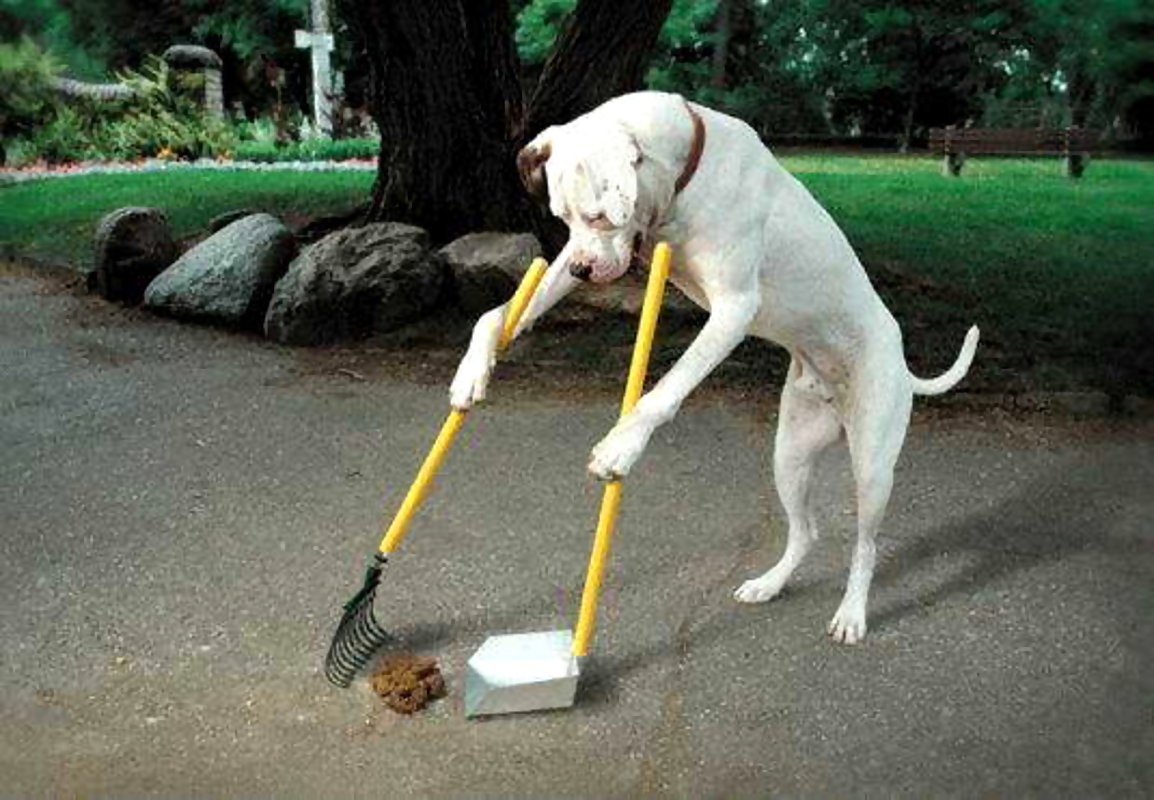 perro-limpiando-sus-cacas