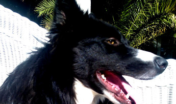 ¿Sabrías reconocer si tu perro tiene un problema de próstata?